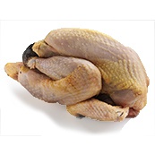 Цесарка Цесарка